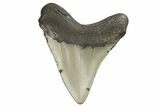 Fossil Megalodon Tooth - North Carolina #190784-1